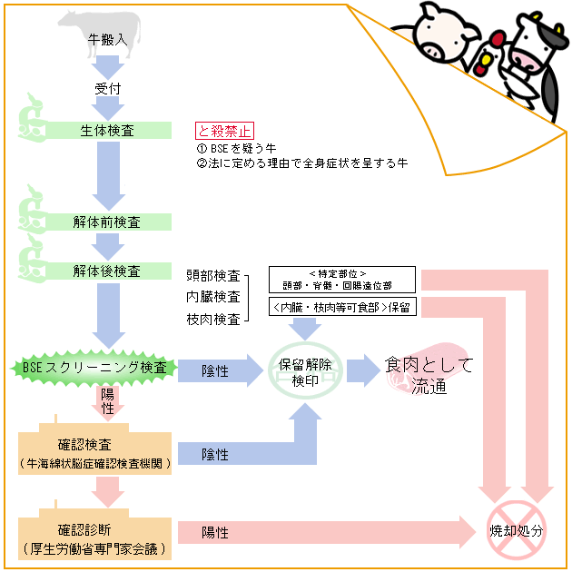 牛海綿状脳症(BSE)検査の流れの図