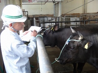 お肉の獣医さんの最初の検査写真