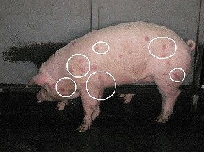 生体搬入時(とさつ前)から豚丹毒(蕁麻疹型)の写真