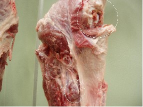 枝肉検査(とさつ後)から豚丹毒(関節炎型)の写真
