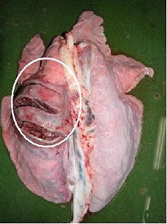 内臓検査(とさつ後)から肺の疾病(胸膜肺炎型)の写真