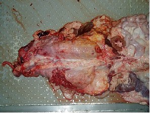 内臓検査(とさつ後)から肺の疾病(胸膜炎)の写真