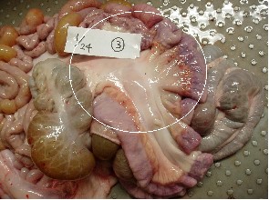 内臓検査(とさつ後)から腸の疾病(PIA症候群(増殖性腸炎及び豚の腸腺腫症))の写真