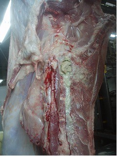 内臓及び枝肉検査(とさつ後)から膿毒症の写真